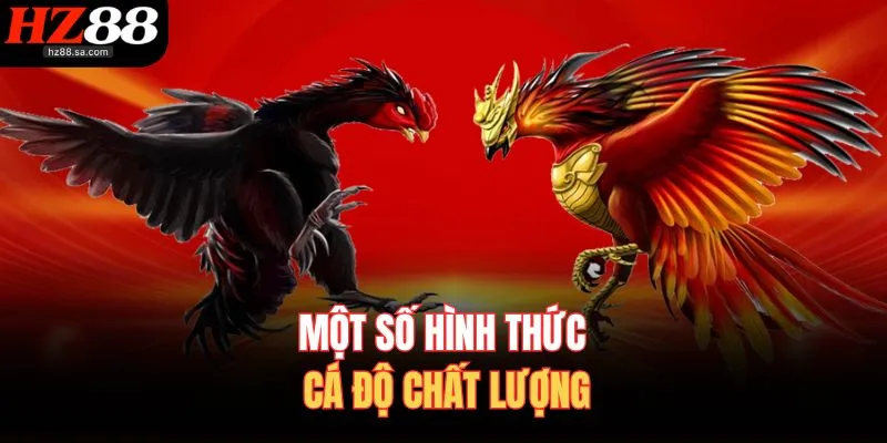Đá Gà HZ88 | Trực Tiếp Đá Gà Online Nảy Lửa Nhất Hôm Nay